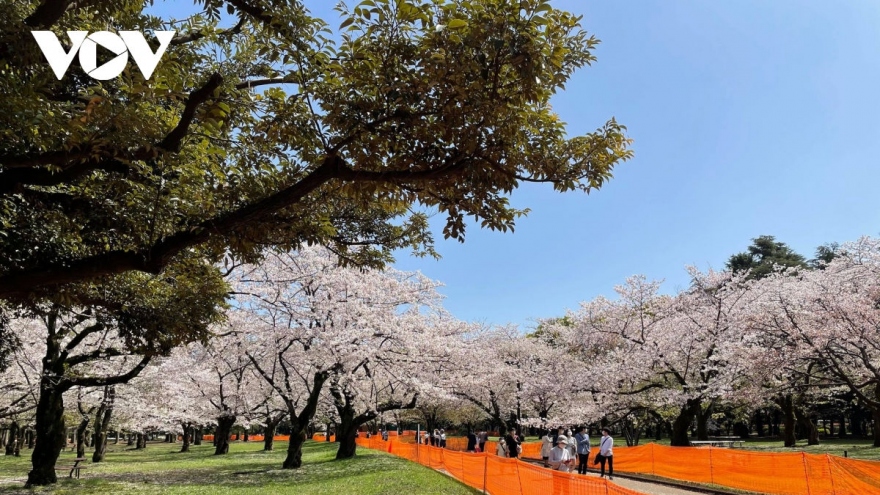 Japan opens up to Vietnamese tourists